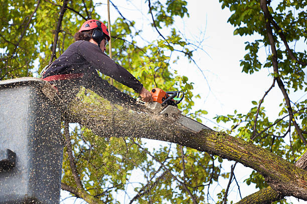 Best Tree Removal  in Mount Sterling, OH